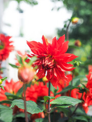 Red dahlias bloom during the traditional Tet holiday in Central Vietnam © khoistudio