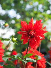 Red dahlias bloom during the traditional Tet holiday in Central Vietnam © khoistudio