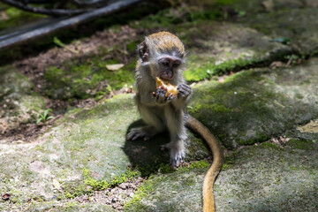 Barbados, Wildlife Reserve: portrait of a baby green monkey in the tropical garden.