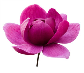 Purple magnolia flower isolated on transparent background, png