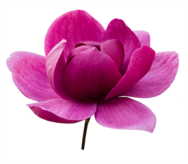 Purple magnolia flower isolated on transparent background, png