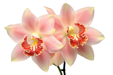 Top side closeup macro view of A collection two, three cymbidium flowers isolated on a white background PNG - obrazy, fototapety, plakaty