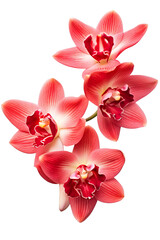 Top side closeup macro view of A collection two, three cymbidium flowers isolated on a white background PNG - obrazy, fototapety, plakaty