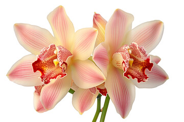 Obraz na płótnie Canvas Top side closeup macro view of A collection two, three cymbidium flowers isolated on a white background PNG