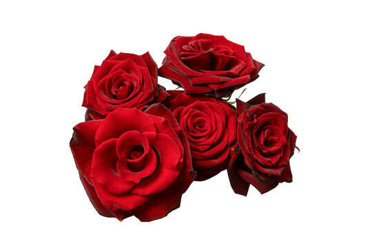 A bouquet of beautiful red roses isolated on a white background.