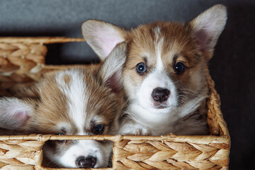 Two charming funny velshkorgi puppies are sitting in wicker basket. Dog food. Pets. Veterinary control. Loyal friend.