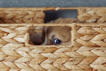 Only eye of small puppy who hid in wicker basket peeks out of hole. Breeding purebred puppies. Dog...