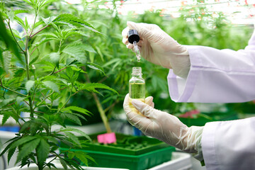 close up scientist holding cannabis cbd oil bottle from marijuana plant