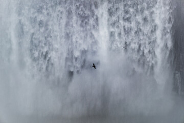 A lone gull wheeling around giant curtains of water and mist at Niagara Falls, New York