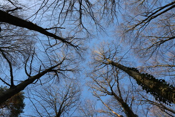 Baumwipfel ohne Blätter