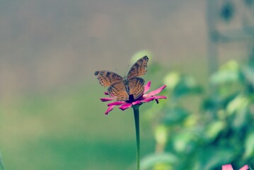 Butterfly habitat in the garden, perched on yellow flowers