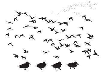 Flying ducks. Vector images. White background. 
