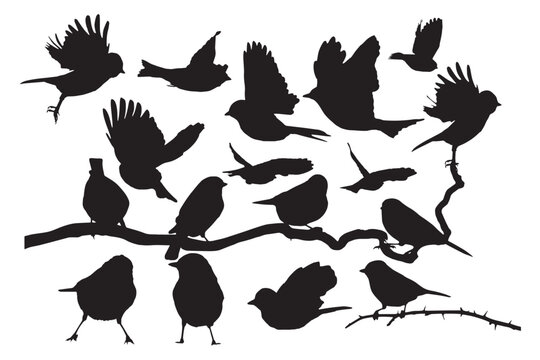 Songbirds. Vector images. White background.