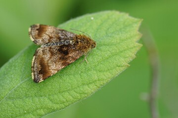 Closeup on the Small Yellow Underwing owlet moth, Panemeria tenebrata in the garden