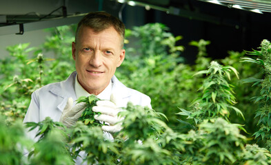 scientist checking hemp or cannabis plants in the greenhouse