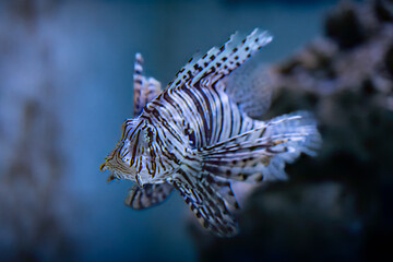 lionfish in aquarium