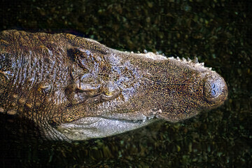close up of a crocodile head