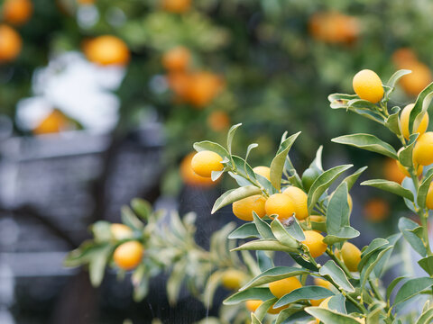 Kumquat tree, with orange fruit, fortunella margarita, ornamental houseplant native to Southern China