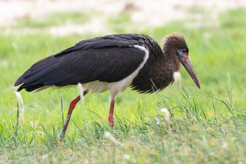 Abdim's Stork (Ciconia abdimii) foraging in grassland savanna, Kgalagadi Transfrontier Park, Kalahari, South Africa
