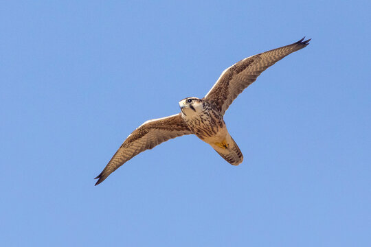 Lanner Falcon (Falco biarmicus)