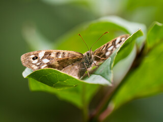 Speckled Wood Butterfly Resting on a Leaf