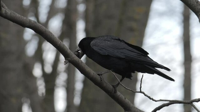 Raven. Corvus corax. Raven close up. Black raven sitting on tree. Corvus corax.