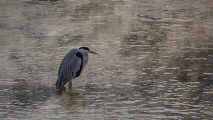 On a foggy winter morning, a gray heron (Ardea cinerea) is resting in a river.