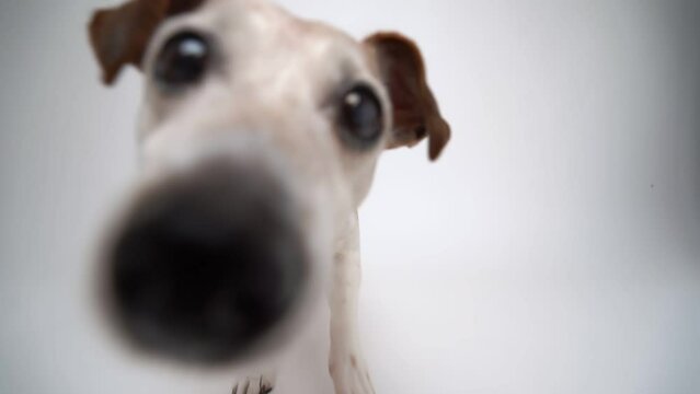 Adorable Dog licking the screen. White studio Video footage hungry pet licking off the screen. Senior Jack Russell terrier attentively curious looking at camera looks closely