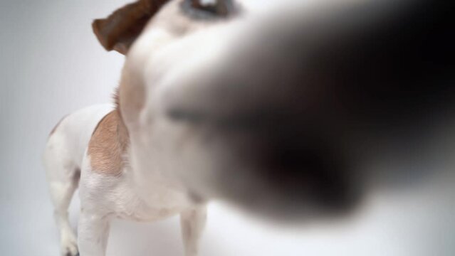 Dog licking the camera screen. White studio Video footage hungry pet licking off the screen. Senior Jack Russell terrier attentively curious looking at camera