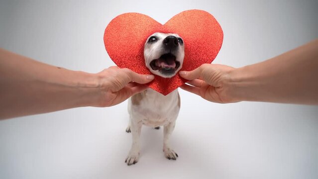 Red heart for pet lover. Hands put on adorable smiling dog head heart shaped decoration. Happy pet eyes open mouth looking at camera. Romantic st Valentine theme cute video footage