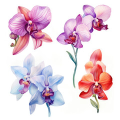 Group of Colorful Flowers on a White Background