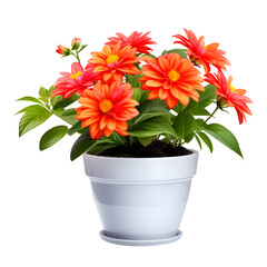 Fototapeta premium Flowers in Pot Isolated on Transparent Background 