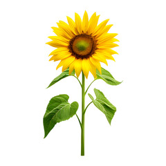 Sunflower Isolated on Transparent Background