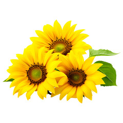 Sunflower Isolated on Transparent Background