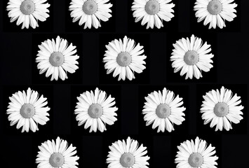 White chamomile on the black background. Flat lay. Pattern.