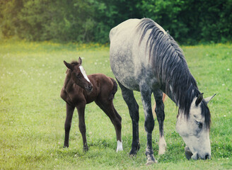 Newborn baby horse with mother on the green grass