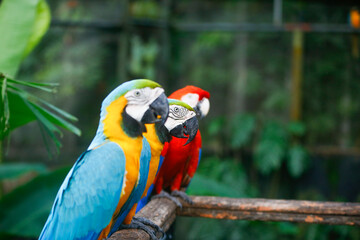 Three different color of macaws standing together.