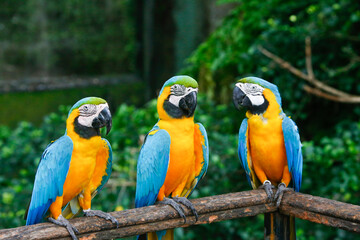 A group of Colorful macaws sitting on line in a row. in sri lanka zoo.