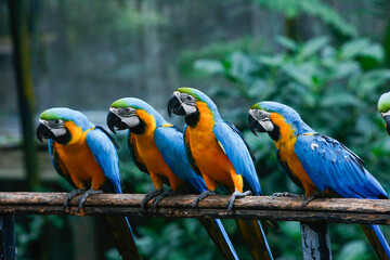A pair of colorful parrots eating seeds from the hand of a person