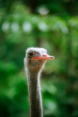 Close-up portrait of an ostrich in Dehiwala Zoo Garden.