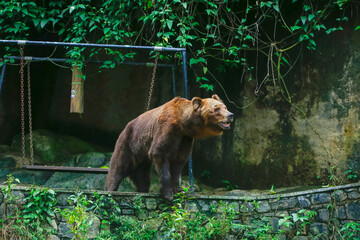 Closeup of huge adult brown bear looking Something. in Dehiwala