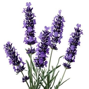 bouquet of lavender on transparent background Remove png