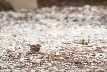 Song Sparrow