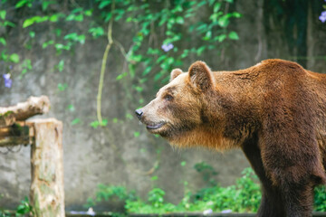 Closeup of huge adult brown bear looking Something. in Dehiwala