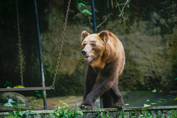 Closeup of huge adult brown bear looking Something. in Dehiwala