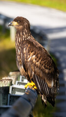 White-tailed eagle perched on road-side