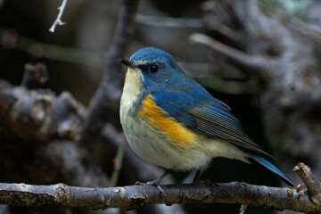 昼下がりの梅林に現れたルリビタキ
