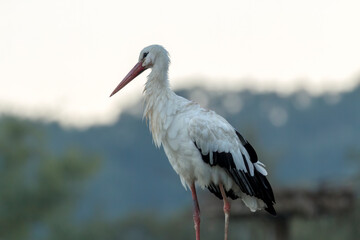 The white stork (Ciconia ciconia)