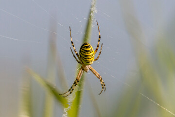 A Wasp Spider (Argiope bruennichi) in her web