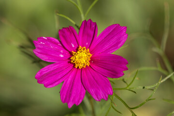 A garden Cosmos (Cosmos bipinnatus) blooming 